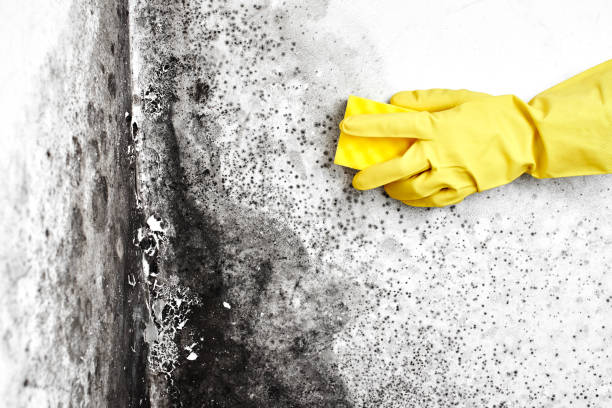 Best Residential Mold Removal  in Burlington, ND