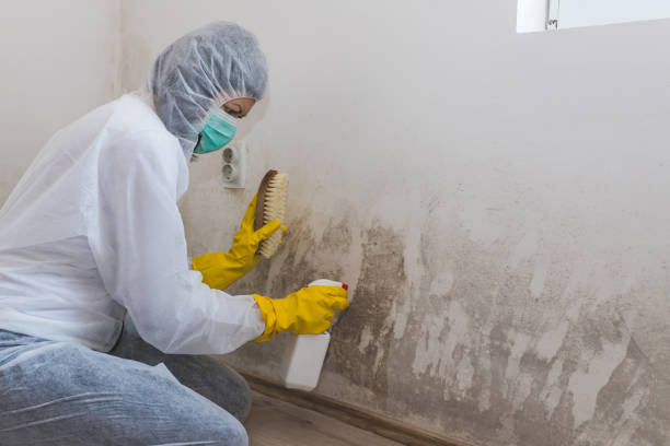 Best Local Mold Removal Service  in Burlington, ND