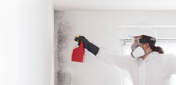 Best Mold Remediation  in Burlington, ND