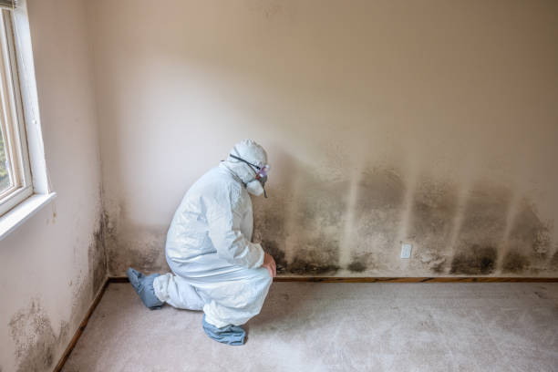 Best Mold Cleaning Services  in Burlington, ND