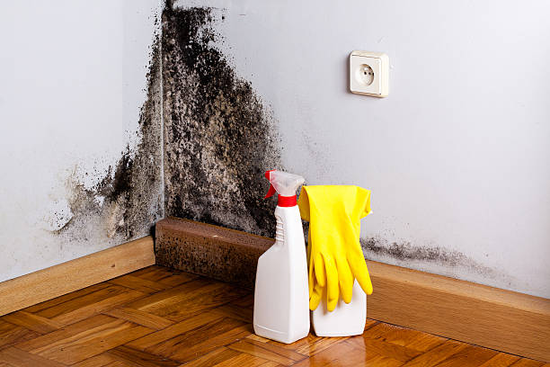 Best Office Mold Removal Services  in Burlington, ND